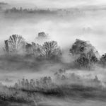 Tapet Personalizat Forest cu padure in alb negru si ceata - GRAYSCALE FOREST