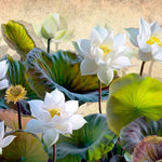 Tapet personalizat floral cu flori de lotus albe pe un fundal texturat rozaliu deschis vivid lotus flower