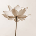 Fototapet personalizat floral cu flori in nuante de sepia oferind un aspect vintage si o eleganta atemporala sepia blossom