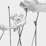 Fototapet personalizat floral cu flori in tonuri de gri cu un aspect delicat si artistic ideal pentru un decor calm grayscale blossom