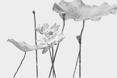 fototapet personalizat floral cu flori in tonuri de gri cu un aspect delicat si artistic ideal pentru un decor calm grayscale blossom