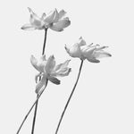 Fototapet personalizat floral cu flori stilizate in nuante de gri cu un aspect delicat si artistic grayscale flowers