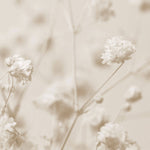 Fototapet Personalizat Floral cu floarea miresei in nuante sepia - SEPIA GYPSOPHILIA