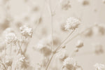 Fototapet Personalizat Floral cu floarea miresei in nuante sepia - SEPIA GYPSOPHILIA