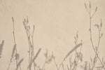 Fototapet Personalizat Floral cu umbre de plante pe un perete in stil plaster - GENTLE SHADOWS