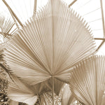 Fototapet personalizat leaf cu frunze de palmier uscate intr o nuanta calda ideal pentru un decor natural si relaxant dry palm