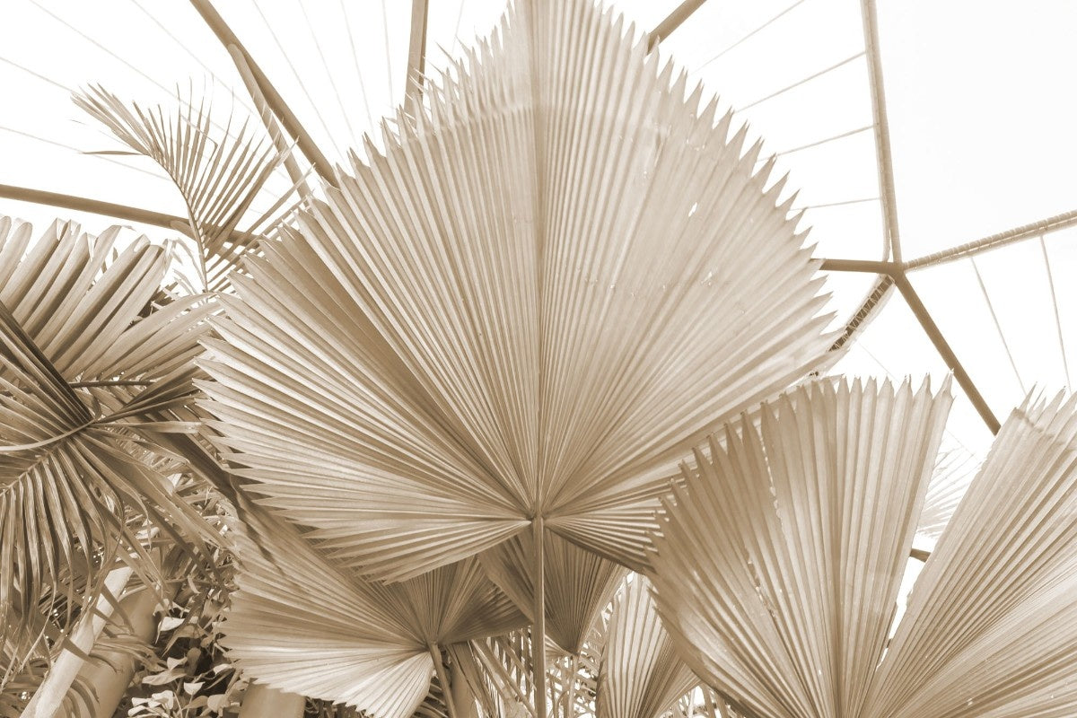 fototapet personalizat leaf cu frunze de palmier uscate intr o nuanta calda ideal pentru un decor natural si relaxant dry palm
