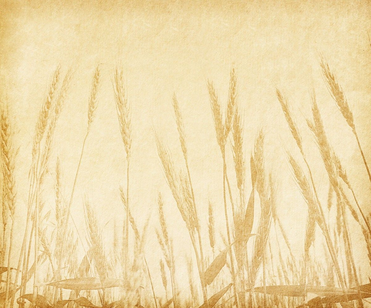 tapet personalizat leaf cu frunze inspirat din campurile de grau cu spice aurii pe un fundal bej creand o atmosfera rustica si calda wheat