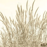 Fototapet personalizat leaf cu frunze si tulpini inalte de trestie in nuante aurii ideal pentru a adauga textura si un sentiment de inaltime spatiului golden reed