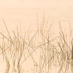Fototapet personalizat leaf cu iarba acvatica fina reflectata in apa intr o lumina calda perfecta pentru o atmosfera senina si luminoasa water grass light