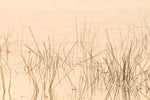 Fototapet personalizat leaf cu iarba acvatica fina reflectata in apa intr o lumina calda perfecta pentru o atmosfera senina si luminoasa water grass light
