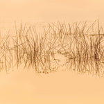 Fototapet personalizat leaf cu cu iarba acvatica in reflexia apei in nuante intunecate evocand o ambianta misterioasa si relaxanta water grass dark