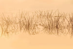 Fototapet personalizat leaf cu cu iarba acvatica in reflexia apei in nuante intunecate evocand o ambianta misterioasa si relaxanta water grass dark