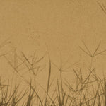 Fototapet personalizat leaf cu umbre de iarba proiectate pe un fundal nisipiu creand un efect vizual interesant si minimalist ideal pentru spatii moderne grass shadows