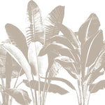 Tapet personalizat leaf cu frunze mari de banane in tonuri de bej pe un fundal alb pentru un design tropical minimalist si luminos beige banana leaves