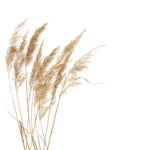 Tapet Personalizat Leaf cu trestie de camp pe fundal alb - MINIMALIST REEDS