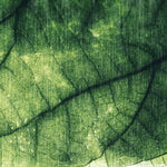 Tapet Personalizat Leaf cu frunza texturata verde cu nervuri - ABSTRACT LEAF