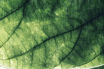 Tapet Personalizat Leaf cu frunza texturata verde cu nervuri - ABSTRACT LEAF
