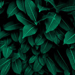 Fotoapet Personalizat Leaf cu tufis de frunze verzi - WITHIN THE SHADOWS