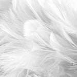 Tapet Personalizat Leaf cu pene albe si gri - SOFT WHITE FEATHERS