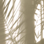 Tapet Personalizat Leaf cu umbre de frunze de palmier pe fundal texturat - TEXTURED SILHOUETTE