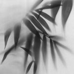 Tapet Personalizat Leaf cu frunze de palmier in spatele perdelei alb negru - BLACK LEAVES ELEGANCE