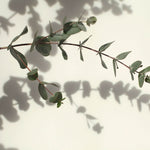Fototapet Personalizat Leaf cu creanga de eucalipt - EUCALYPTUS BRANCH