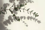 Fototapet Personalizat Leaf cu creanga de eucalipt - EUCALYPTUS BRANCH