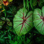 Fototapet Personalizat Leaf cu frunze verzi de caladium intr-un cadru intunecat in natura - EVERGREEN CALADIUM