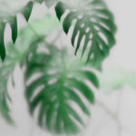 Tapet Personalizat Leaf cu frunze de monstera intr-un fundal opac - FOGGY MONSTERA