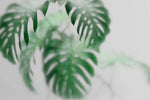 Tapet Personalizat Leaf cu frunze de monstera intr-un fundal opac - FOGGY MONSTERA