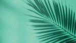 Tapet Personalizat Leaf cu umbra de frunza de palmier pe un fundal verde marin - MINTY PALM
