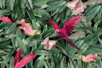 Tapet personalizat Tropical cu papagali si plante exotice roz - PINK PARROT
