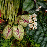 Fototapet personalizat Tropical cu plante tropicale si pasari - BOTANIC PLANT WALL