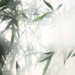 Tapet Zen Oriental cu bambusi aflati in ceata - STEAMY BAMBOO