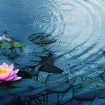 Fototapet Zen Oriental cu floare de lotus roz aflata in ploaie - RAINY PINK LOTUS