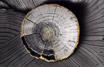 Tapet Personalizat Wood cu sectiune rotunda de lemn intr-o textura abstracta tip plaster - PLASTER WOOD