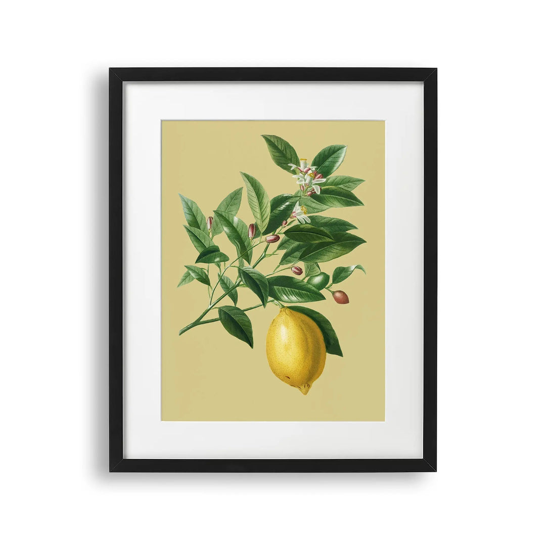 Tablou cu rama ce ilustreaza o creanga de lamai desenata pe un fundal galben cu o singura lamaie atarnand de ea vintage lemon