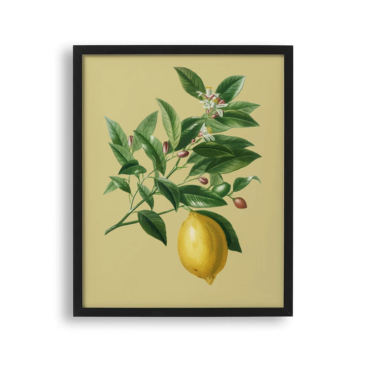 Tablou cu rama ce ilustreaza o creanga de lamai desenata pe un fundal galben cu o singura lamaie atarnand de ea vintage lemon