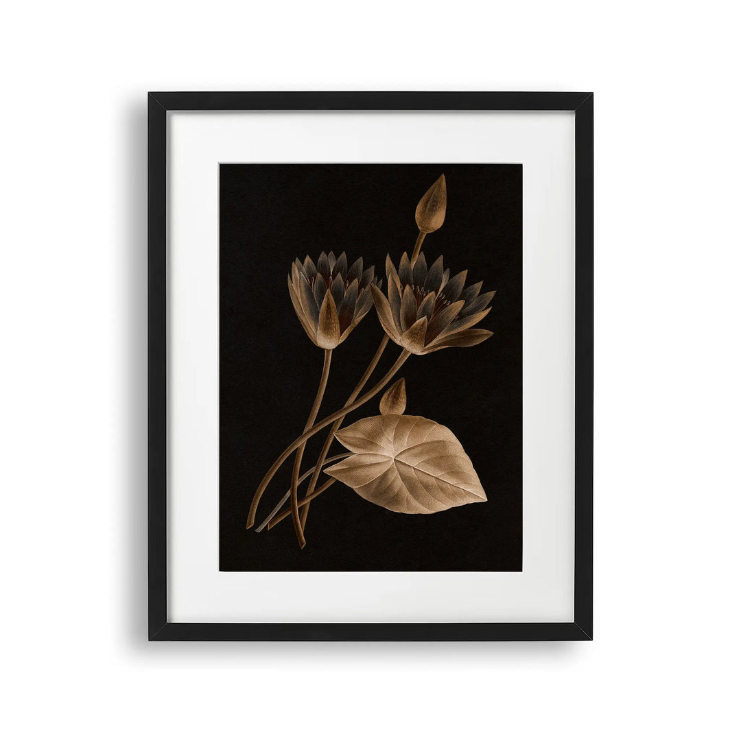 Tablou cu rama ce ilustreaza o floare de lotus egiptean sepia pe fundal negru egyptian lotus
