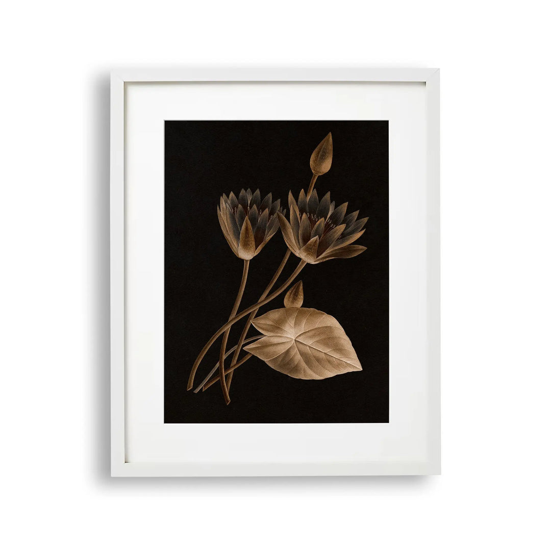 Tablou cu rama ce ilustreaza o floare de lotus egiptean sepia pe fundal negru egyptian lotus
