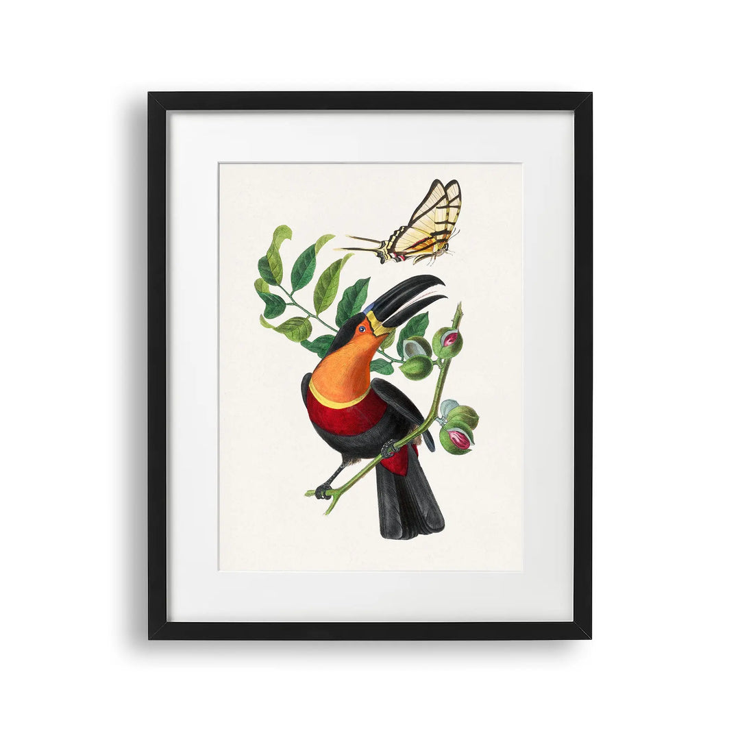 Tablou cu rama care prezinta o pasare tucan care sta pe o ramura in timp ce incearca sa prinda un fluture tucan