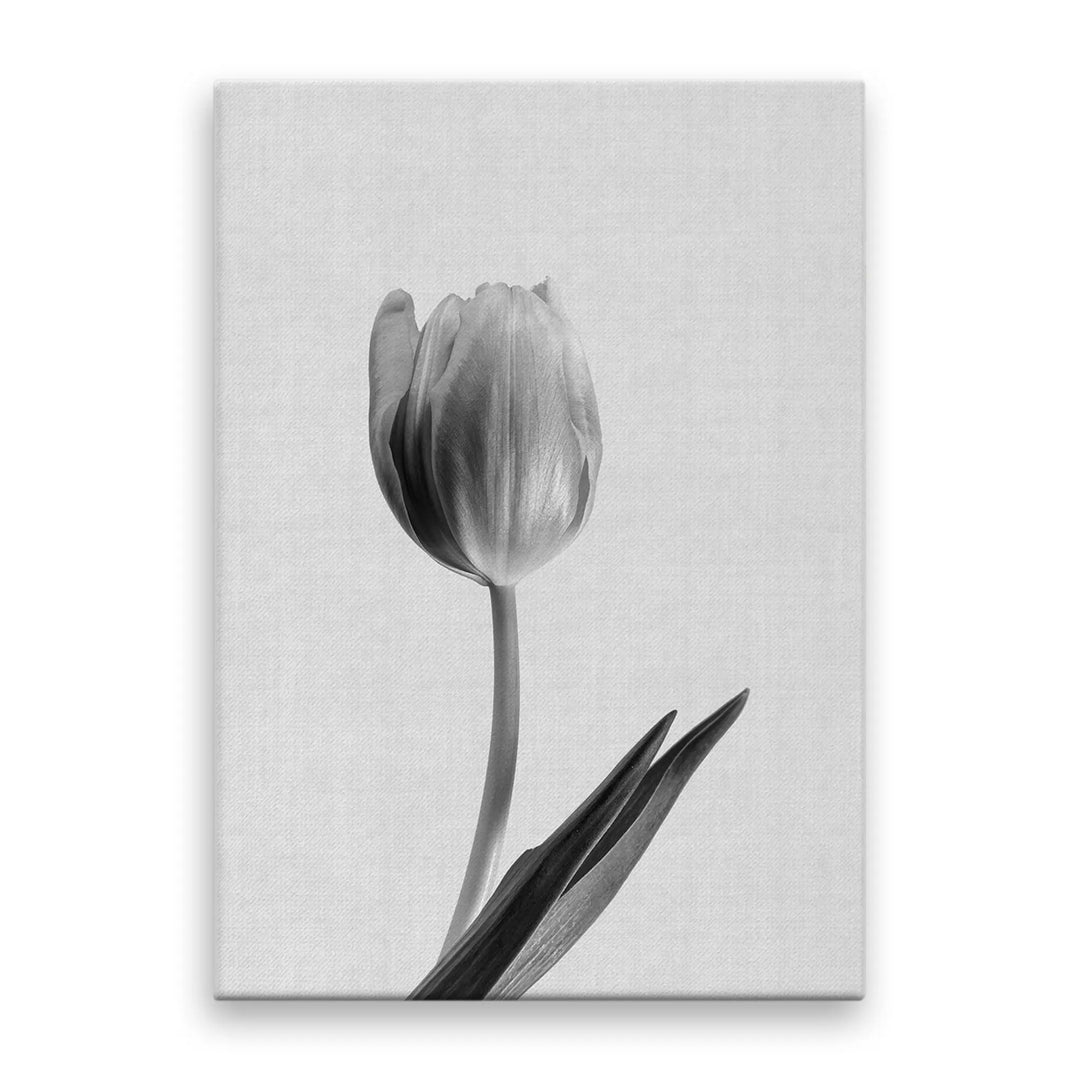 Tablou canvas ce prezinta o lalea alb negru soft tulip