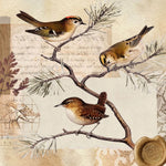 Tapet personalizat eclectic cu design inedit in nuante pamantii ce ilustreaza o scrisoare veche cu sigiliu sub o ramura de conifer plina cu pasari postcard
