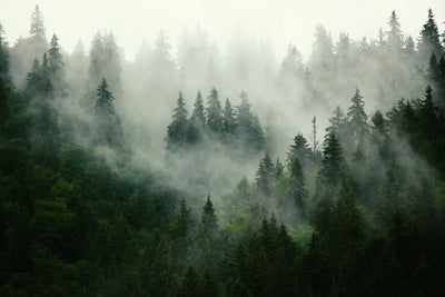 Fototapet personalizat - MISTY FOREST