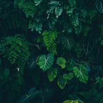 Tapet personalizat forest cu frunze verzi intr un fundal intunecat tropical dark