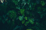 Tapet personalizat forest cu frunze verzi intr un fundal intunecat tropical dark