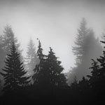 Tapet personalizat forest alb negru cu padure de brazi in ceata spooky forest