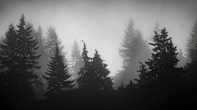 Fototapet personalizat - SPOOKY FOREST