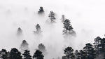 Tapet personalizat forest cu ceata densa alba white fog
